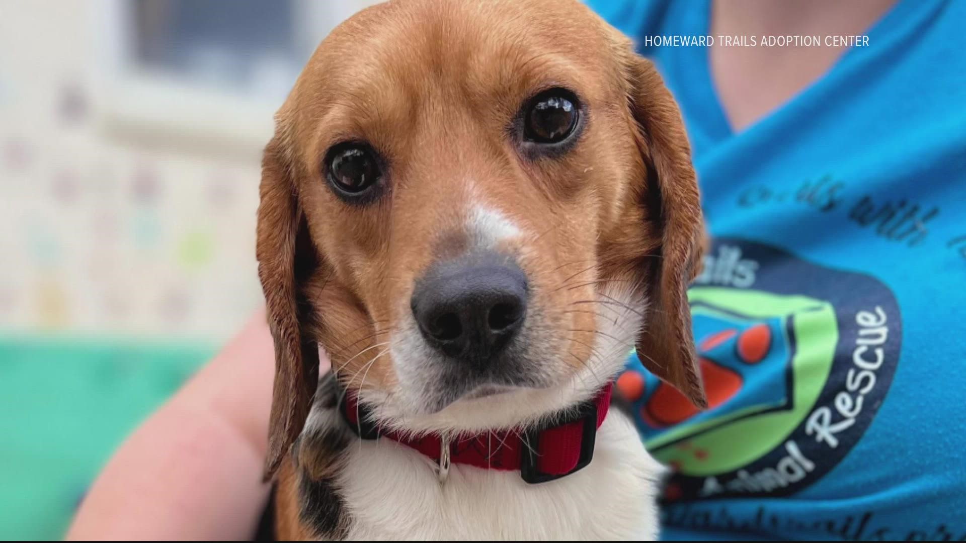 The Homeward Trails organization has a few weeks to find homes for the beagles after they were found at a facility with dozens of animal rights violations.