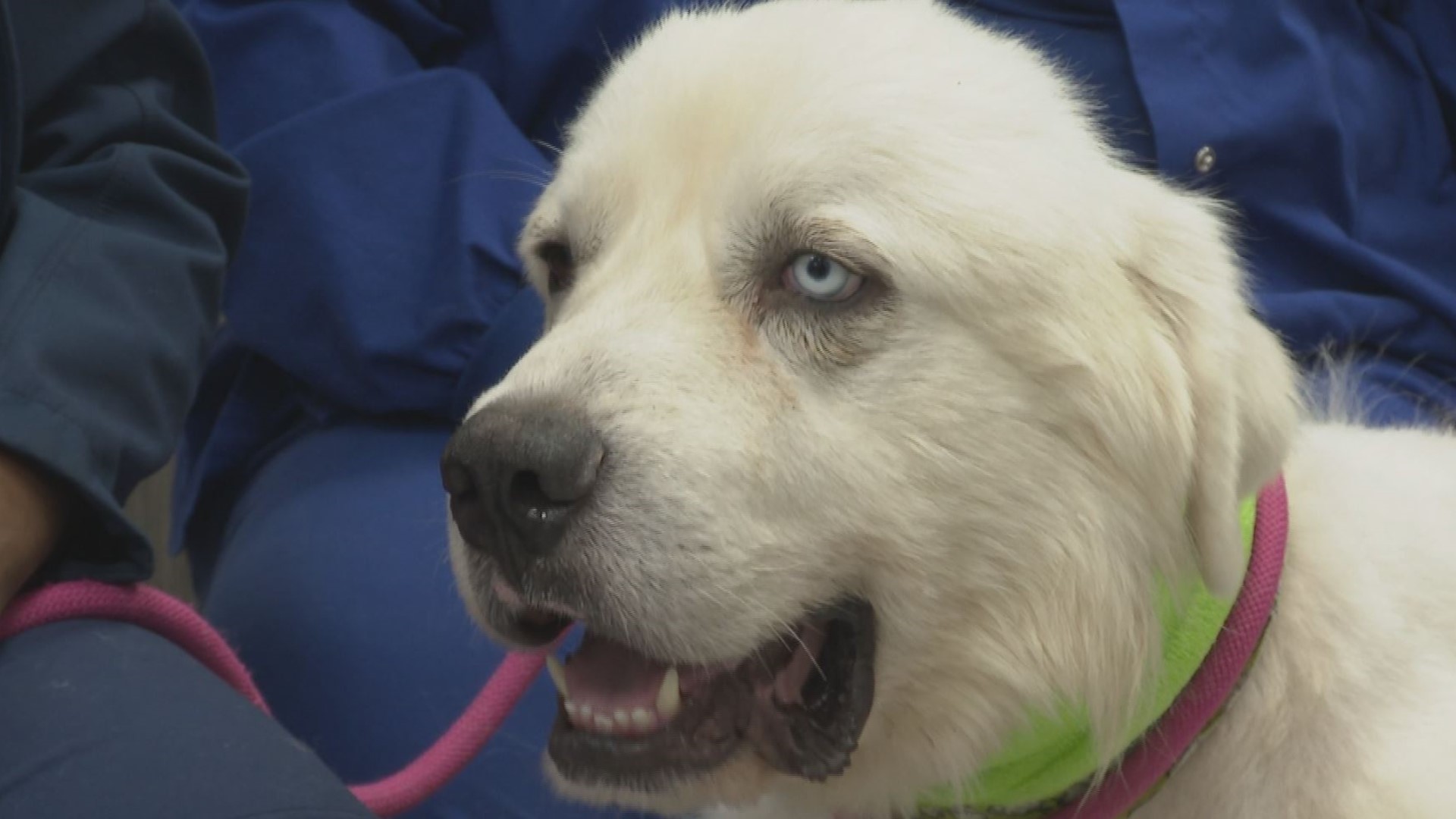 Casper, the Great Pyrenees hero, needs the public to vote for him in the American Farm Bureau's "Farm Dog of the Year: People's Choice Pup" contest.